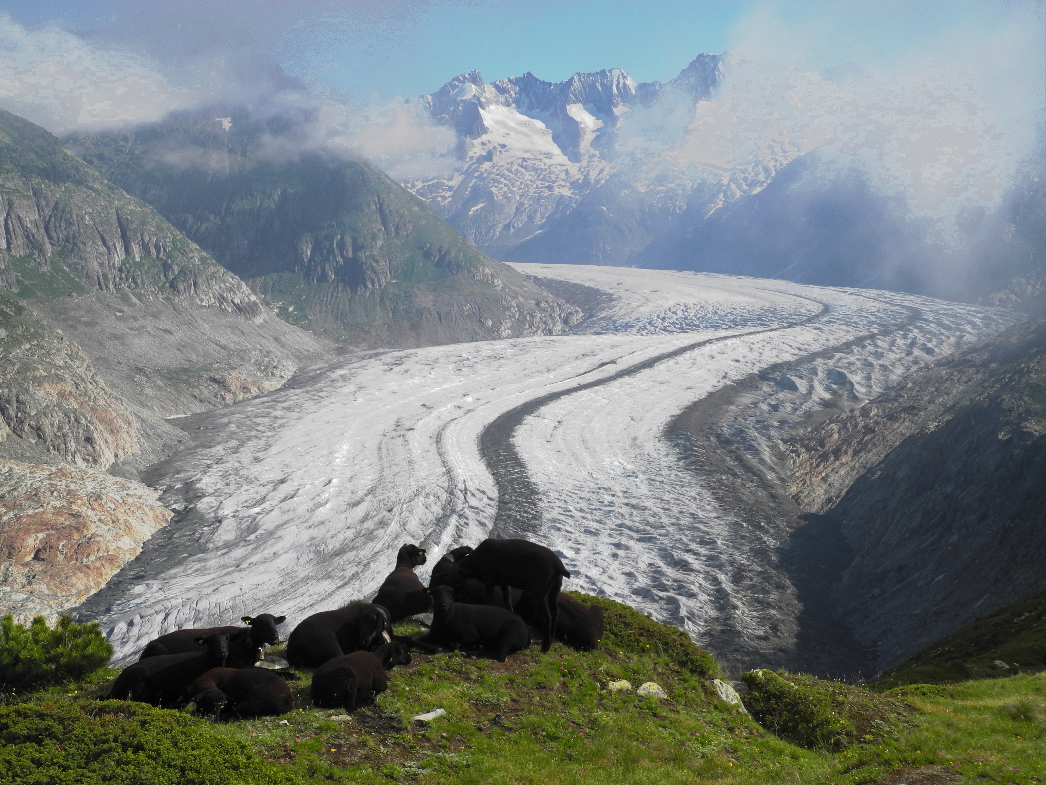 fotos aletschgletscher